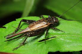 <p>Grasshoppers, crickets, locusts, katydids</p><ul><li><p>thickened forwings</p></li><li><p>jumping legs</p></li></ul><p></p>
