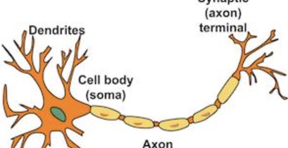 <p>dendrites</p>