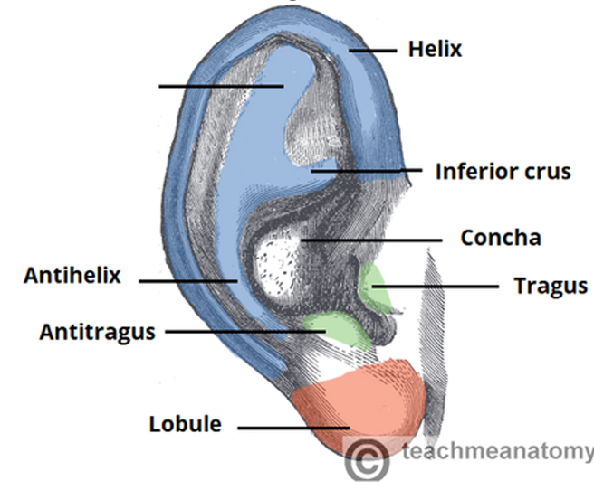 <p>label missing part</p>