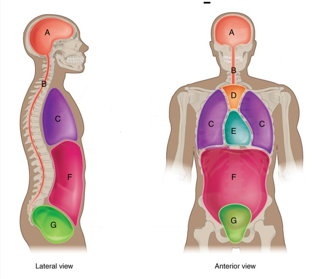 <p><span>The following cavities contain two or more of the above cavities.&nbsp; Please write the correct name for each of the following groupings.</span></p><ol><li><p>A+B=</p></li><li><p>C+D+E+F+G=</p></li><li><p>C+E=</p></li><li><p>F+G=</p></li></ol><p></p>