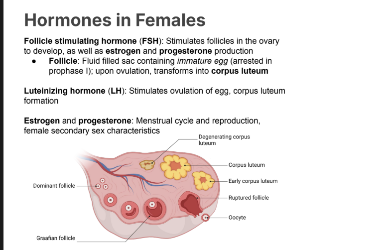 <ul><li><p><strong>Lutenizing Hormone</strong></p></li><li><p><strong>Follicle Stimulating Hormone</strong></p></li><li><p><strong>Estrogen and Progesterone</strong></p></li></ul><p></p>