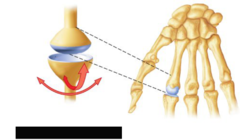 <p>freely moveable joint (think Dancing) </p><p>(eg, elbow, knee, fingers, etc)</p>