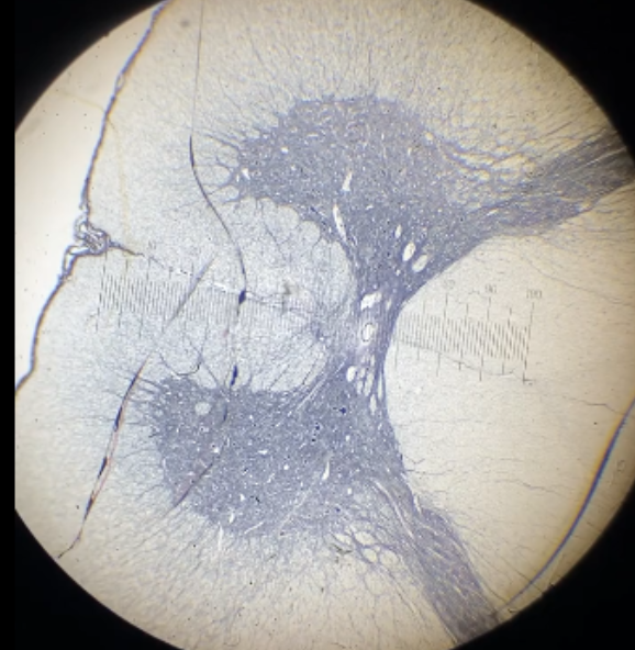 <p>identify structure and its features</p>