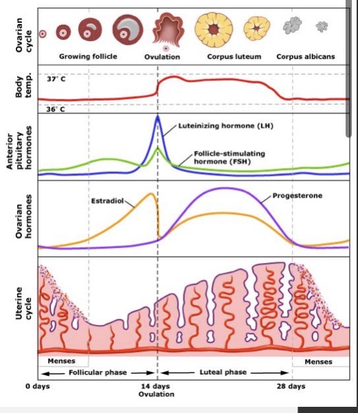 <p>day 6-13</p><p><strong>until ovulation</strong></p><p>governed by <strong>estrogen</strong> released by developing follicle (which is stimulated by FSH)</p><p>endometrial <strong>lining</strong> <strong>thickens (estrogen)</strong></p><p><strong>FSH decreases </strong>(negative feedback from estrogen)</p><p><strong>LH </strong>production <strong>increases</strong> (positive feedback by estrogen)</p><p>follicle <strong>matures</strong></p>