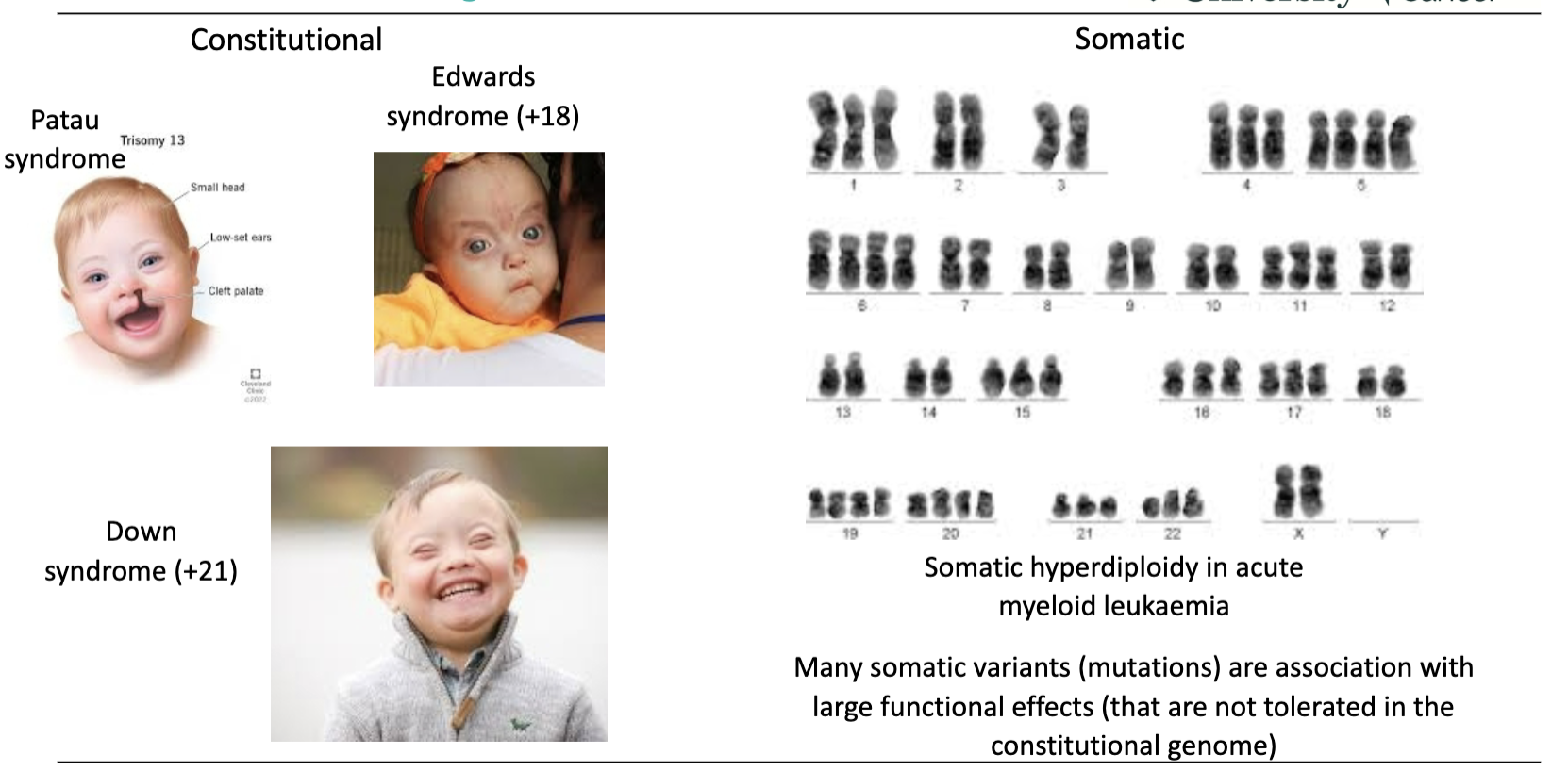 <ul><li><p><strong>Constitutional genome:</strong></p><ul><li><p>Less tolerant of genetic variation</p></li><li><p>Large changes → syndromes (e.g. trisomy 13, 18, 21)</p></li></ul></li><li><p><strong>Somatic genome:</strong></p><ul><li><p>More tolerant of genetic variation</p></li><li><p>Can have large changes (e.g. hyperdiploidy in AML)</p></li></ul></li><li><p>Many somatic mutations have <strong>large functional effects</strong> that are <strong>not tolerated in the constitutional genome</strong></p></li></ul><p></p>