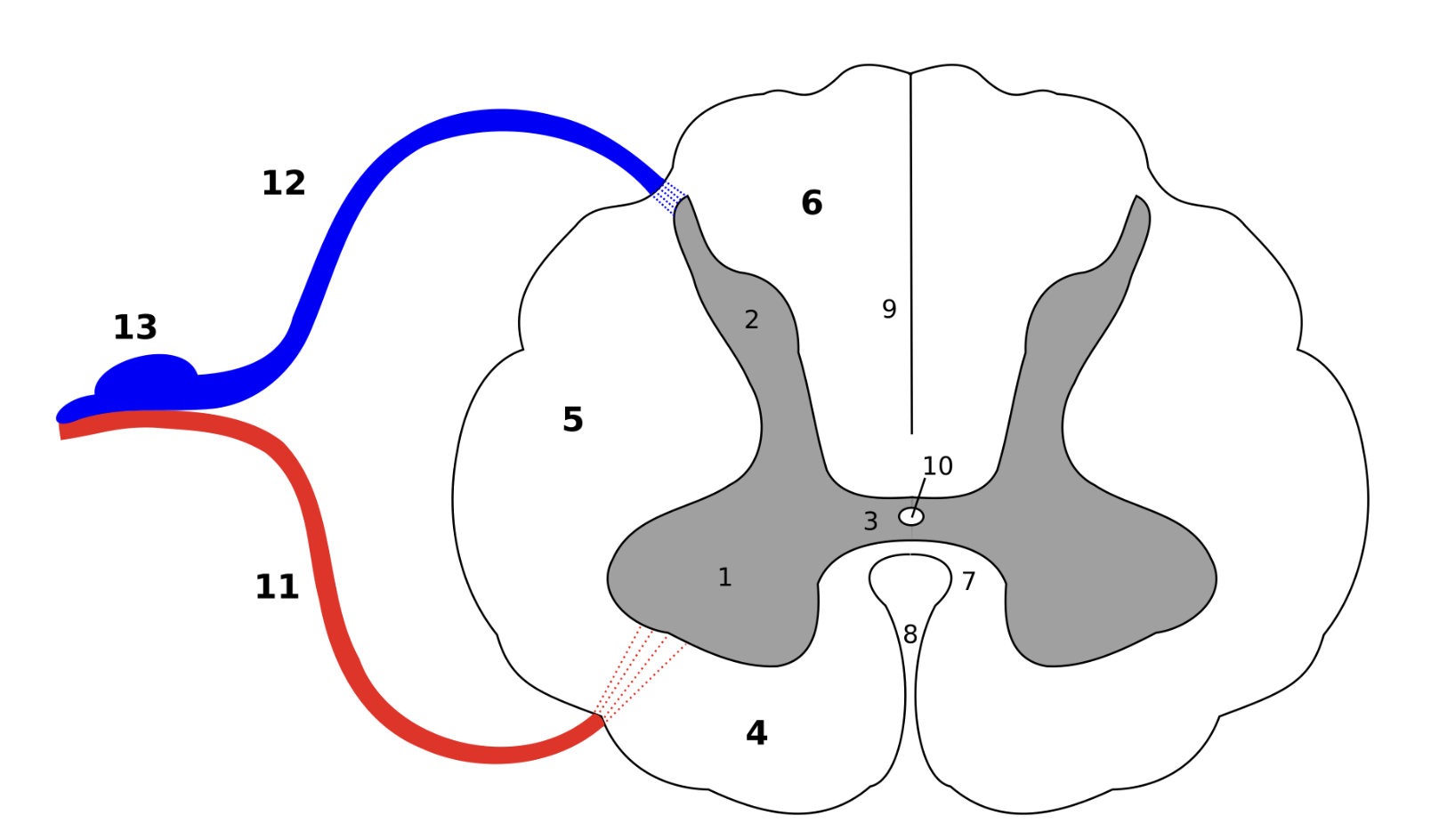 <p>Gray matter.</p><p>Sensory neuron cell bodies/interneurons.</p><p>Receives sensory information.</p><p><strong>2 in IMAGE.</strong></p>