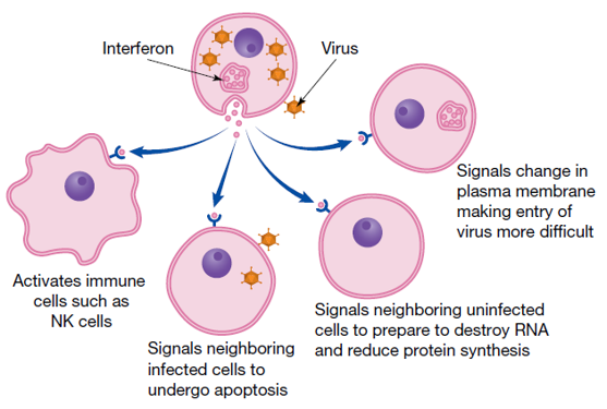 <ul><li><p>interferons - interfere with virus replication. if NK cell can’t make it in time, cells infected with virus particles secrete interferons which are recieved by neighbouring cells. interferons are a cytokine. interferons act as a signal to nearby cells to prepare in advance for possible viral infection.</p></li><li><p>if a cell is going to die from a virus infection and NK cells can’t make it in time, the infected cell will send interferons (type of cytokine) to help neighbouring cells, and interfere with how they function.</p></li></ul><p>signals fir nearby cells</p><ul><li><p>shut down protein synthesis</p></li><li><p>attract NK cells</p></li><li><p>change palsma membrane</p></li><li><p>tell cells to undergo apotposis</p></li></ul><p></p>