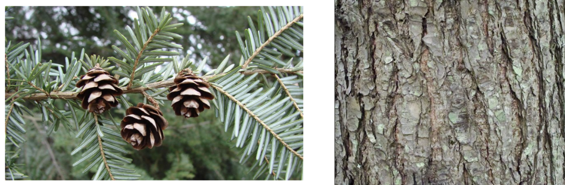 <p>Tsuga canadensis</p>