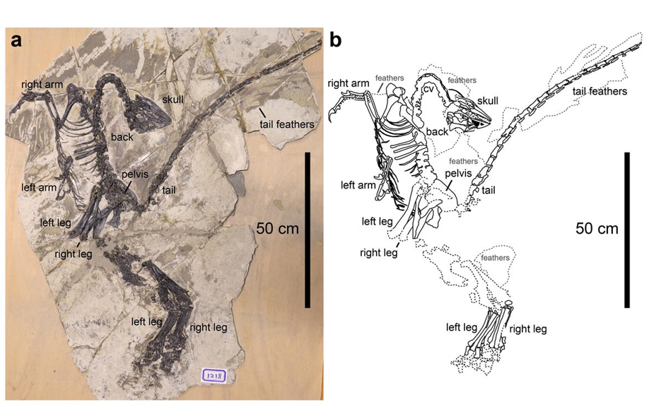 <ul><li><p>feathers once thought to be unique bird trait, but many therapod dinosaurs also had feathers</p></li><li><p>appearance of feathers in therapods suggests feathers evolved for reasons other than flight</p></li></ul><p></p>