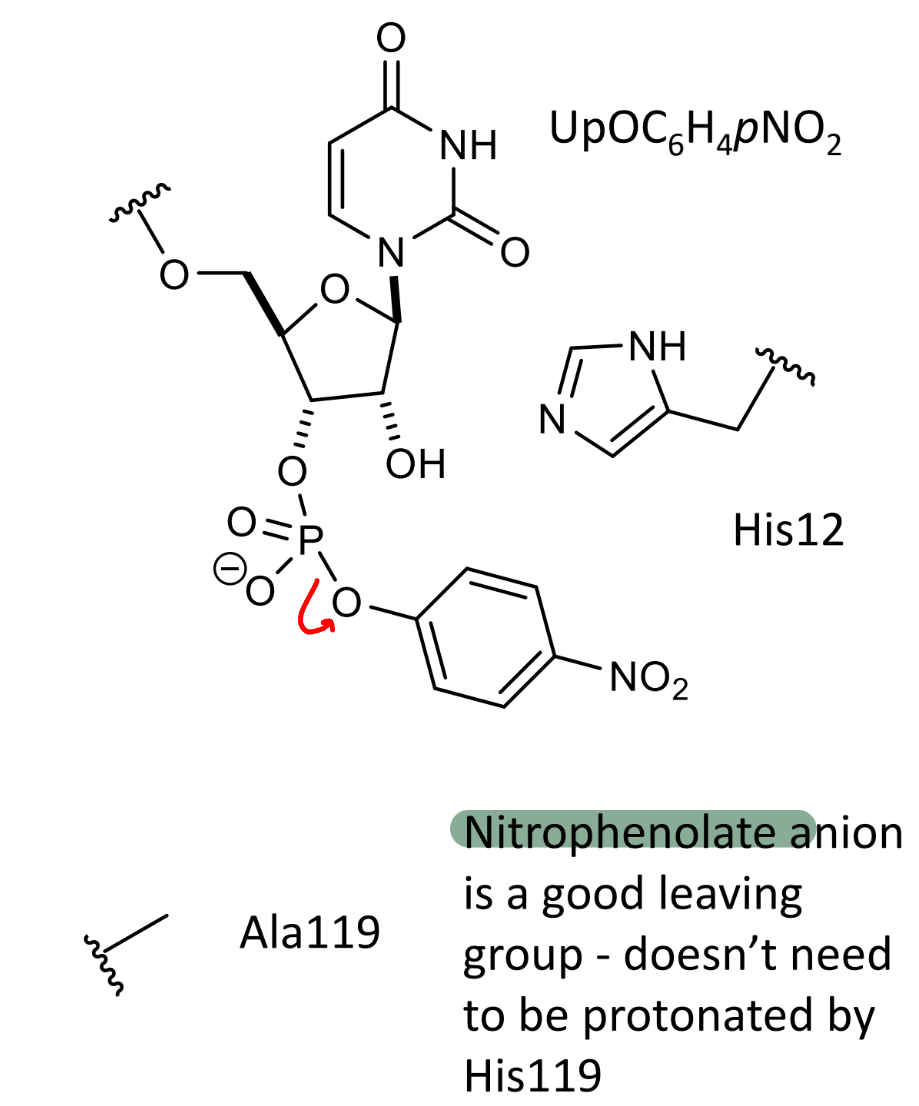<p>nitrophenolate anion is a good leaving group - doesn’t need to be protonated by His119</p>