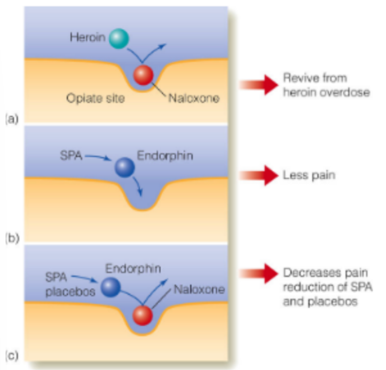 <p>brain tissue releases NTs called <u>endorphins</u>, where <span style="color: blue;"><u>endorphins</u> <strong>reduce </strong>pain</span> by binding at <u>opiate receptor</u> sites</p><ul><li><p>(stimulation of opiate receptor sites will reduce pain)</p></li></ul><p>__</p><p><u>opiate</u> receptors bind to</p><ul><li><p><strong>heroin</strong></p></li><li><p><strong>naloxone</strong></p><ul><li><p>can <u>revive </u>a victim of <u>heroin overdose</u> — by (binding to &amp;) <u>blocking the receptor sites for heroin</u></p></li></ul></li><li><p><strong>endorphins</strong></p></li></ul><p>__</p><p><strong><u>placebos (stimulation-produced analgesia, SPAs)</u></strong> can lead to <u>release of endorphins</u> → reduces pain</p><p>__</p><p>if both naloxone &amp; SPA/placebos are present:</p><ul><li><p>naloxone still binds to the opiate receptor site</p></li><li><p><u>SPA/placebo releases endorphi</u>n, which doesn’t bind to occupied opiate receptor site → SO <u>reduced SPA/placebo</u>’s effect of reducing pain</p></li></ul><p></p>