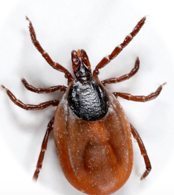 <p>Blacklegged Deer Tick</p>
