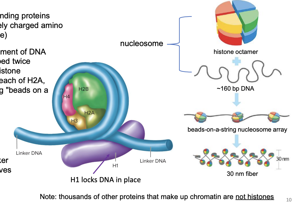 <p>short segment of DNA (~160 base pairs) wrapped twice around a core of eight histone proteins (an octamer, 2 each of H2A, H2B, H3, H4) resembling "beads on a string“ ➢ DNA + histones</p>
