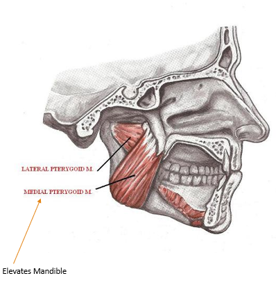 <p><strong> </strong><span style="font-family: "Calibri Light";"><strong><span>Protrudes the mandible</span></strong><span> </span></span>(V Trigeminal)</p>
