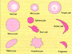 <p>Define anisocytosis and poikilocytosis.</p>