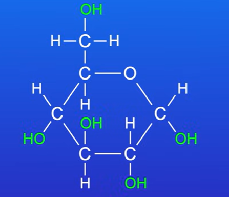 <p>They are soluble in water</p><p>They have a large number of OH groups (hydroxyl groups)</p><p>These groups can form hydrogen bonds with water molecules, and because of this monosaccharides are soluble in water, they are hydrophilic</p>