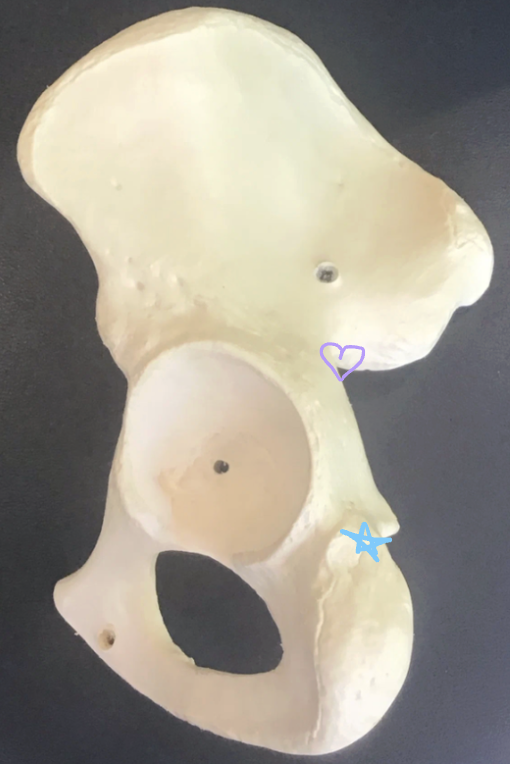 <p>Purple heart: What is this structure? What structures pass through?</p><p>Blue star: What is this structure? </p>