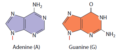 <p><strong>Double</strong> ring structures found in nucleotides</p>