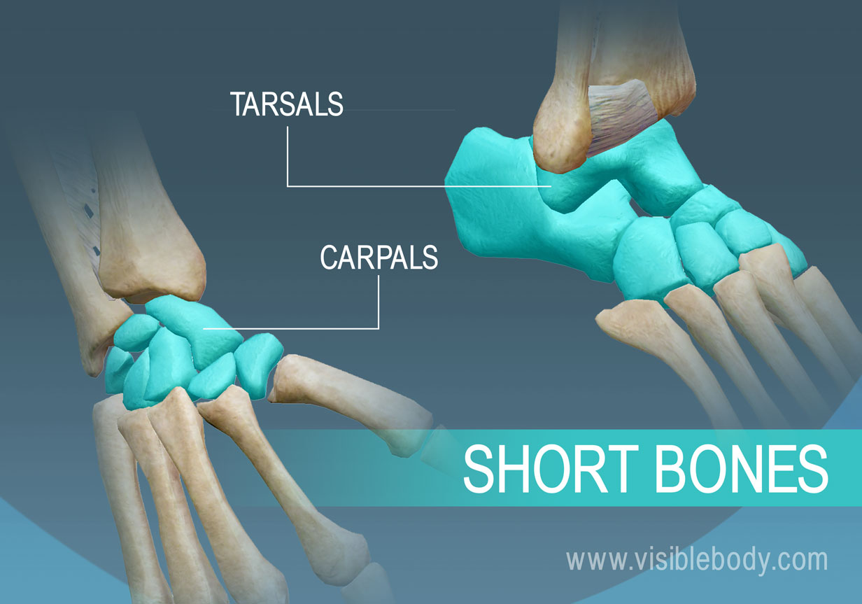 <p>short bones</p>