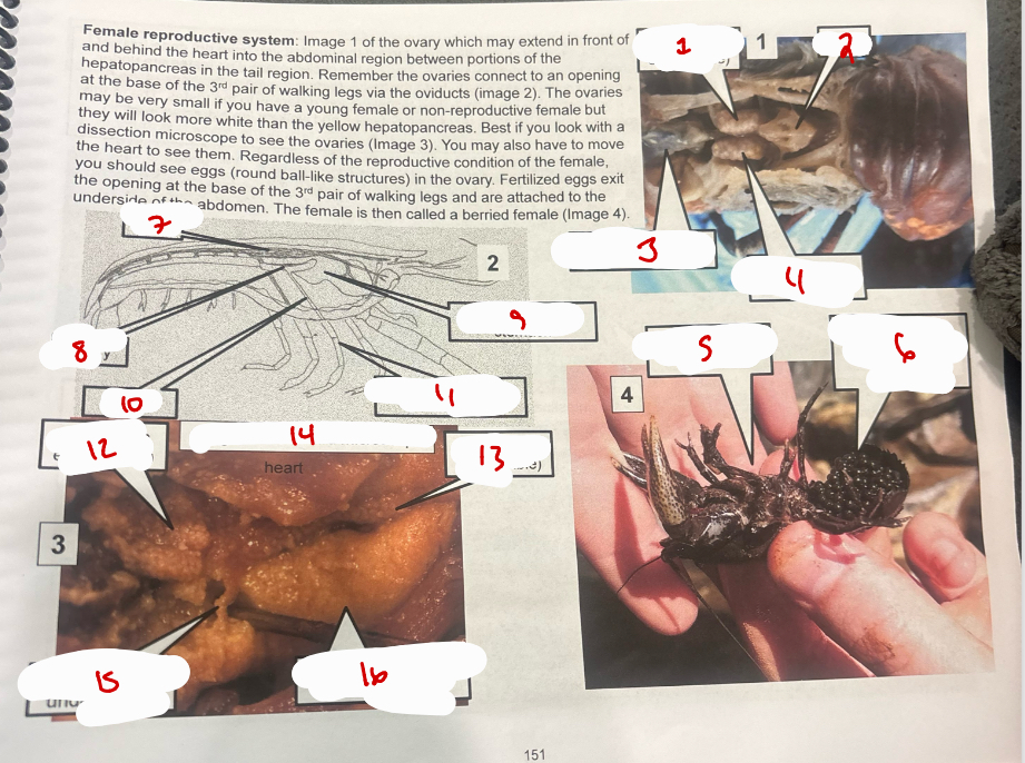 <p>Female Reproductive System</p>