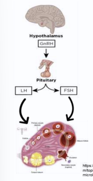 <p>GnRH causes the release of what hormone form anterior pituitary gland</p>