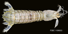<p>What is the name of the Mantis Shrimp?</p>