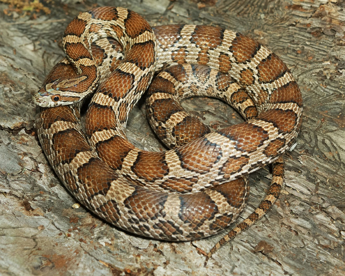 <p>Colubridae. Found in the Ozark Plateau</p>