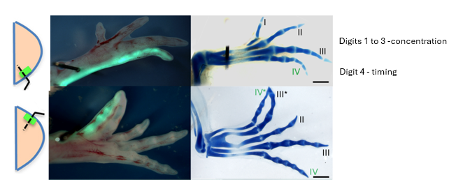<p>digits 1 to 3 depend on concentration gradient of Shh morphogen // digits 4 and 5 depend on timing of the signal </p><p>sufficient for specifying 3 digit identities</p>