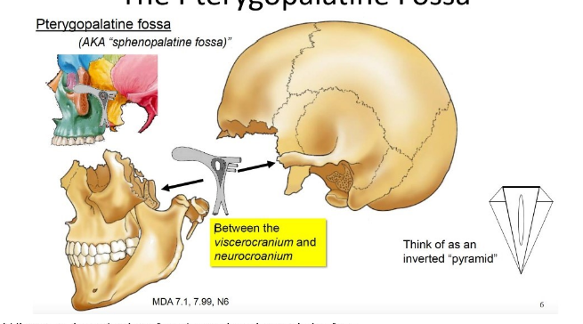 <p>small space behind and below the orbit </p><p>betweent the viscerocranium and neurocranium</p>
