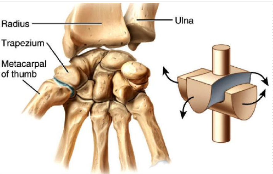 <p>Between trapezium and metacarpal </p><p>Sellar (saddle)</p><ul><li><p>Abduction / Adduction </p></li><li><p>Flexion / Extension </p></li><li><p>Opposition / Reposition </p></li></ul><p></p>