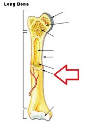 <p>A dense fibrous membrane covering bones.</p>