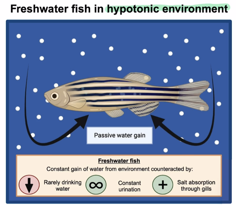 <p>Hypertonic to their environment, environment has a lower solute concentration so passive water gain from environment and water moves into the fish </p><p>Adaptations: rarely drink water, constant urination, absorption of salt through their gills </p>