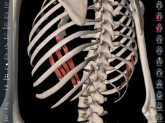 <p>subcostales (insertion)</p>