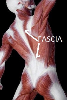 <p>Connective tissue</p>