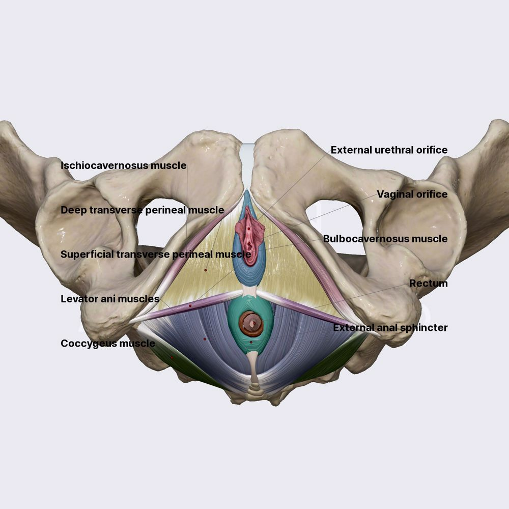 <p>deep transverse perineal muscle</p>