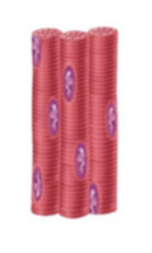 <ul><li><p><span>Muscular tissues</span></p></li></ul><p></p>