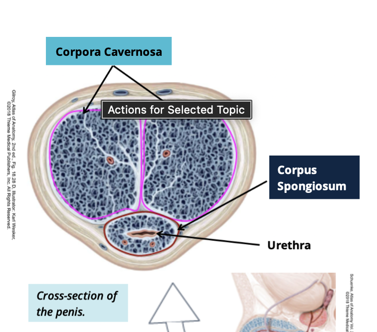<p><span>Proximal portions of the corpora cavernosa attached to the bony pelvis.</span></p>
