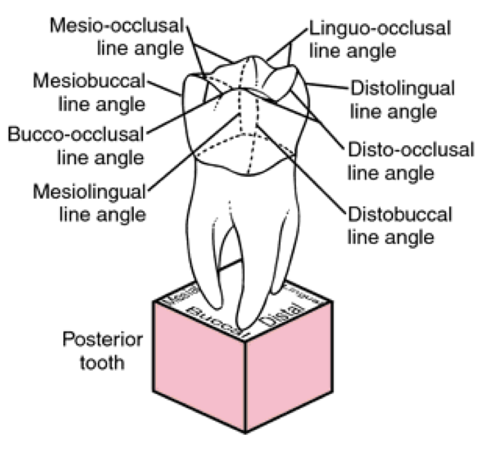<ul><li><p>Mesiobuccal</p></li><li><p>Mesiolingual</p></li><li><p>Distobuccal</p></li><li><p>Distolingual</p></li><li><p>Bucco-occlusal</p></li><li><p>Linguo-occlusal</p></li><li><p>Disto-occlusal</p></li><li><p>Mesio-occlusal</p></li></ul><p></p>