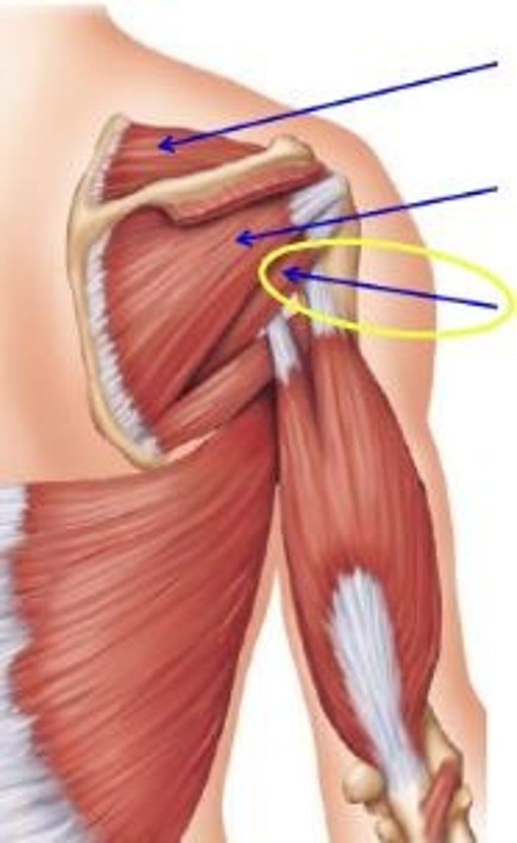 <p>rotates arm laterally</p>