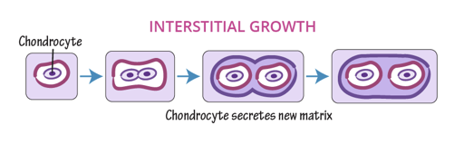 <p>Cartilage grows from within- chondrocytes in lacunae divide and secrete new matrix</p>