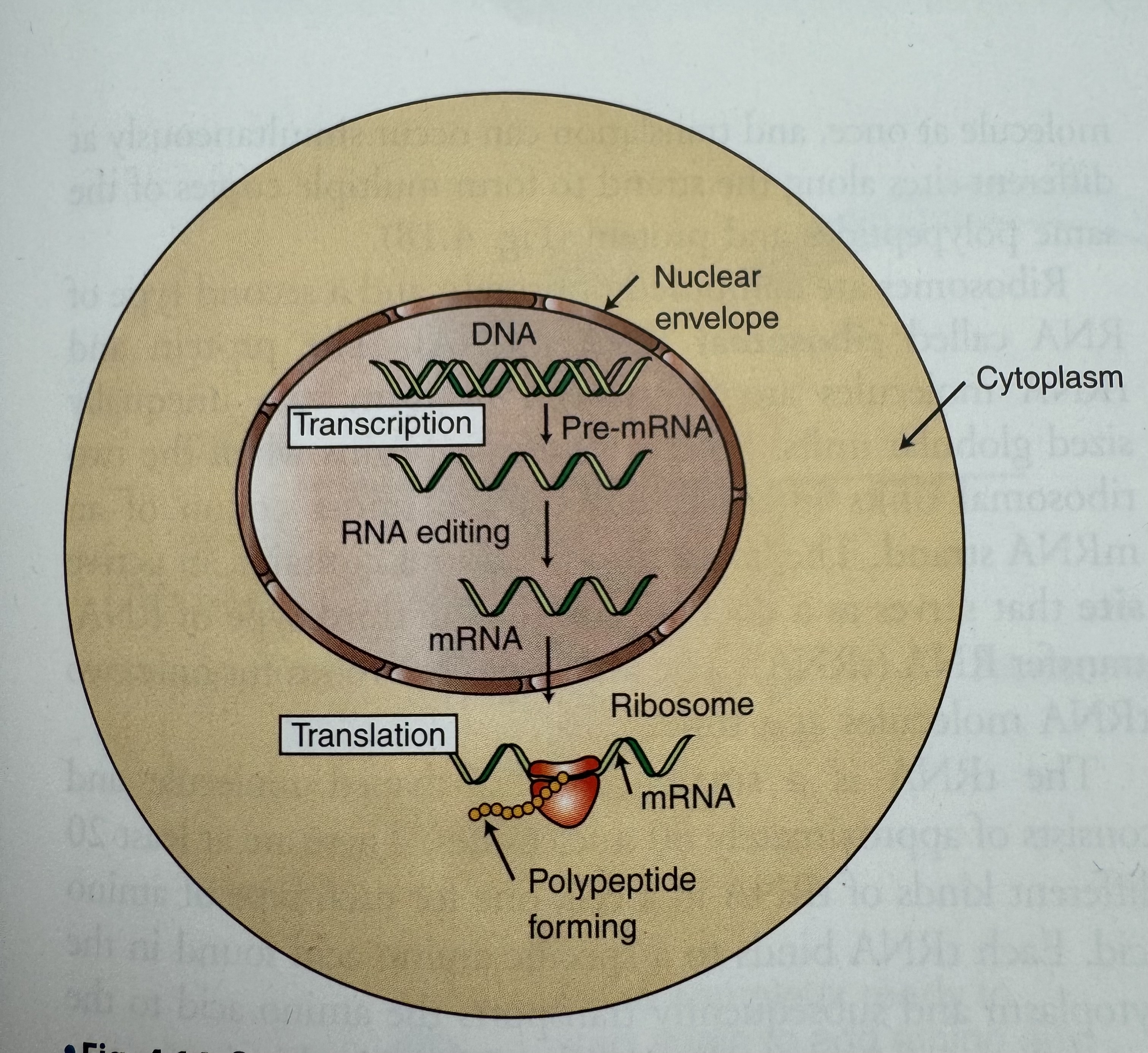 <p>where does protein synthesis begins in and ends in?</p>