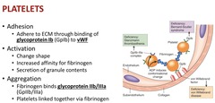 <p>glycoprotein Ib (GpIb attached to the platelet) and vWF (receptor on the collagen)</p>
