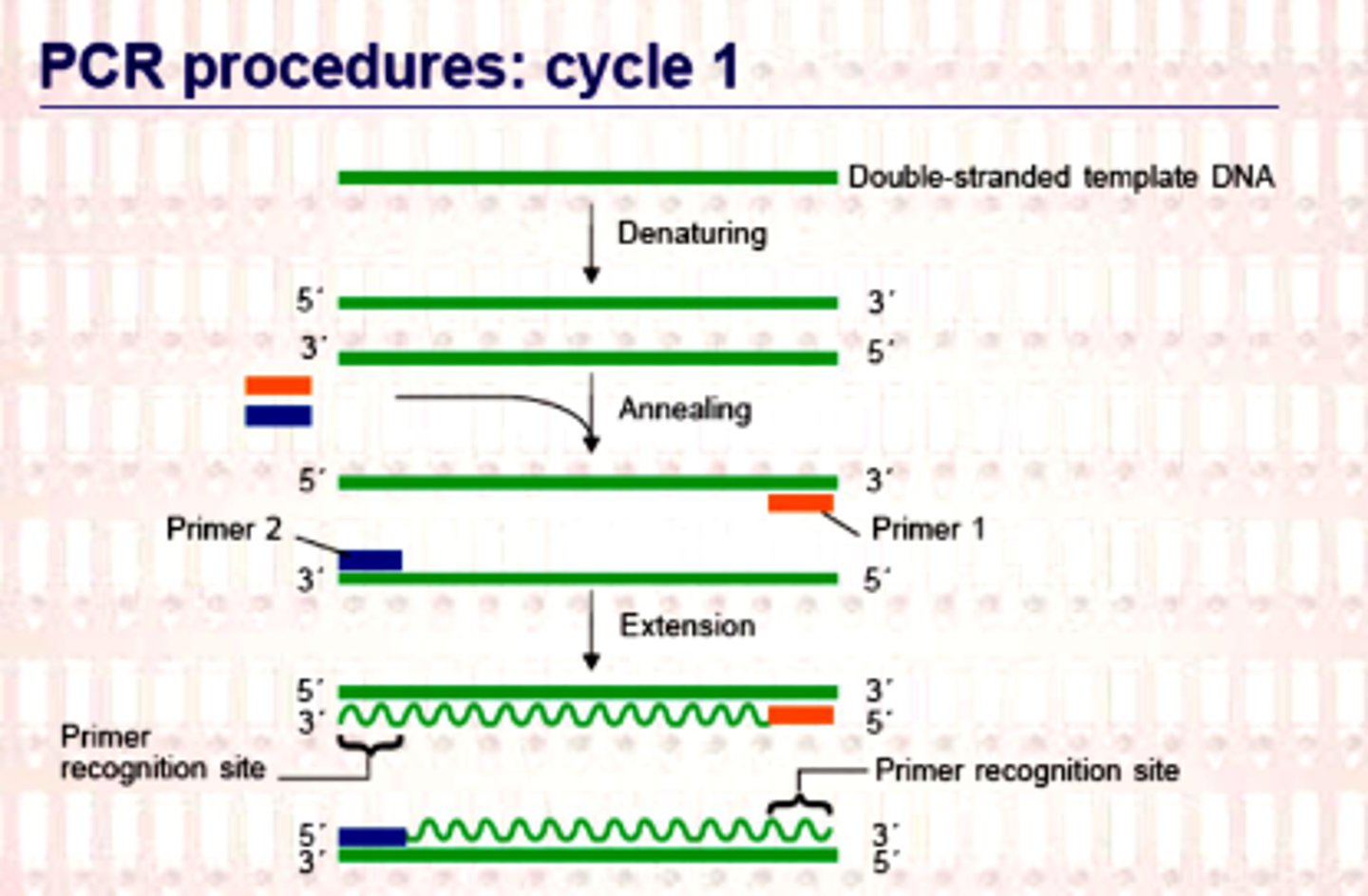 <p>denaturation, annealing, extension occurs</p>