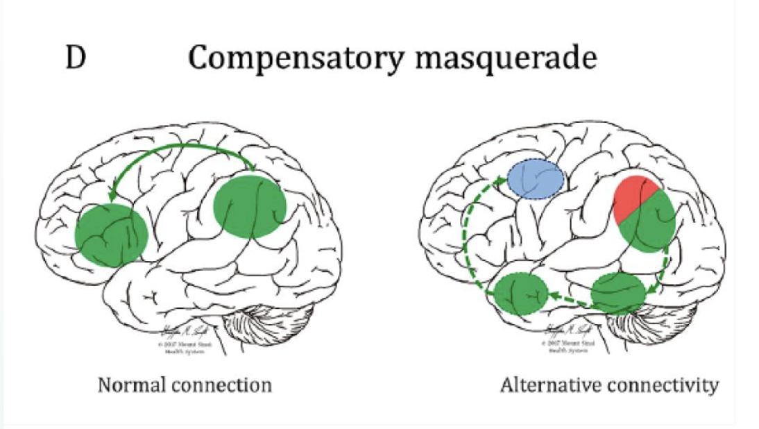 <p>brain uses alternative pathways / strategies for processing (<mark data-color="green" style="background-color: green; color: inherit;">taking a different route to get there</mark>)</p><ul><li><p><mark data-color="blue" style="background-color: blue; color: inherit;">old areas that were always part of the network may help</mark> enough that tasks can still be performed, <mark data-color="green" style="background-color: green; color: inherit;">but the performance isn’t as good</mark></p></li></ul><p></p>