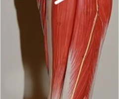 <p>Which muscle dorsiflexes and inverts the foot?</p>