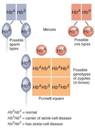 <p>situation where neither member of the pair of alleles is dominant over the other</p><p>e.g. sickle cell anemia</p>