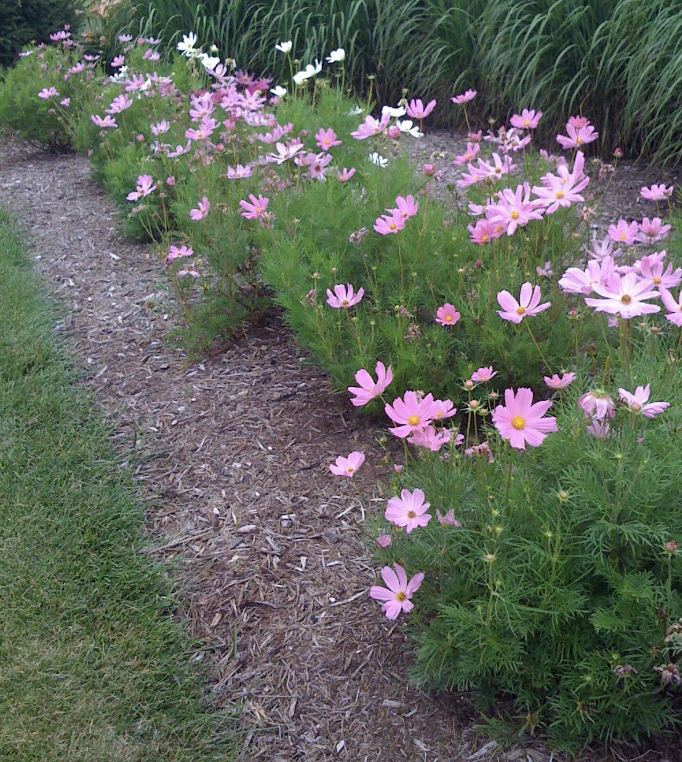 <p>Cosmos</p><p>Annual</p><p>24-48” ht.</p><p>Thrives in poor soil; full sun</p><p>red, pink, white</p>