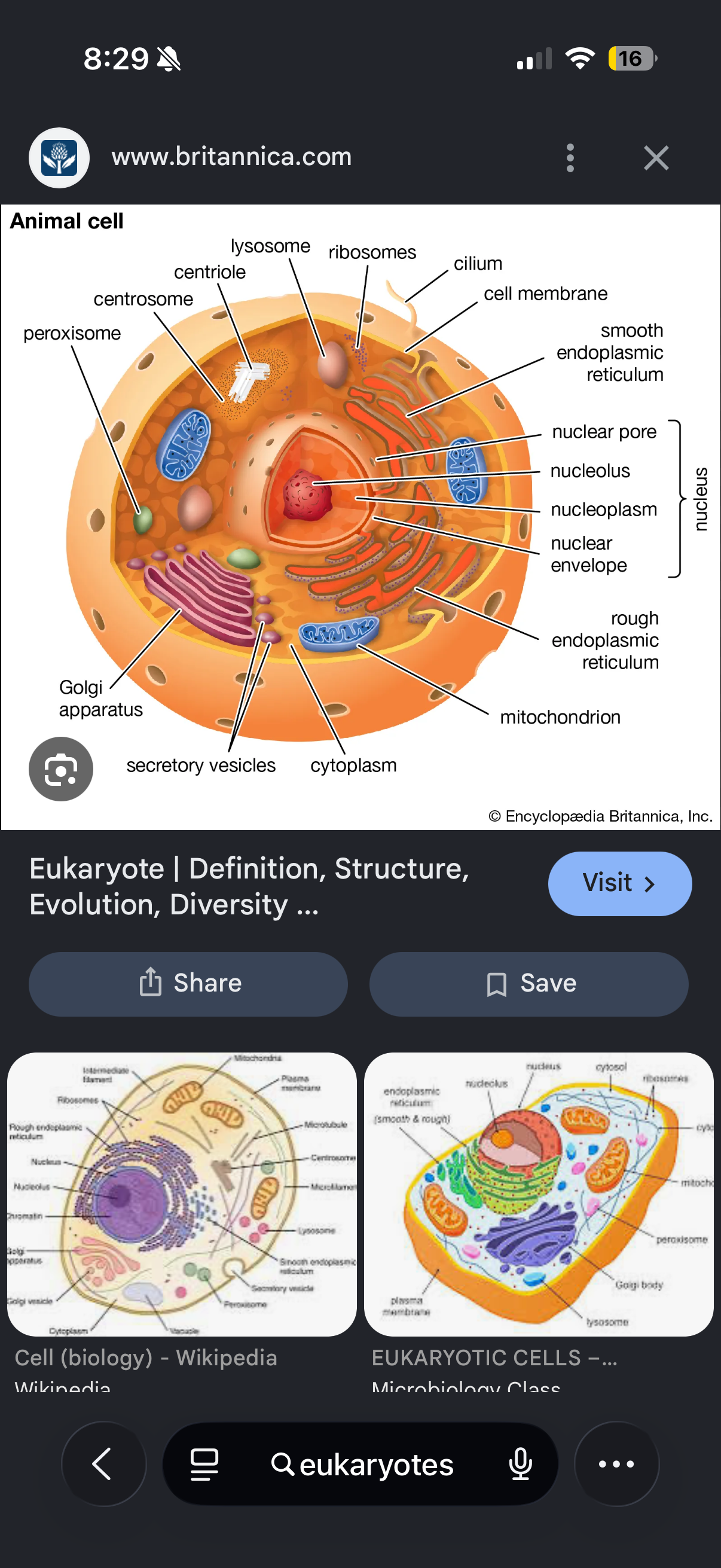 <p>Prokaryotes </p>