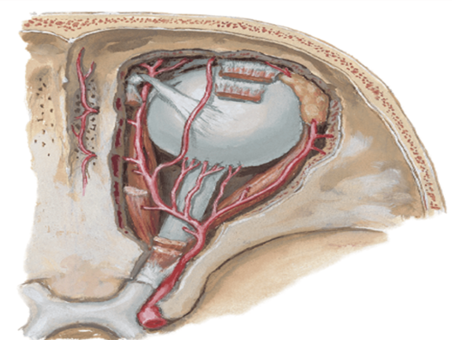 <p>What is the course and type of CN II?</p>