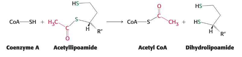 <p>Formation of acetyl CoA → the acetyl group from acetyl-lipoamide is transferred to CoA to form acetyl CoA</p><ul><li><p>catalyzed by E2 <strong>dihydrolipoyl transacetylase</strong></p></li></ul><p></p>